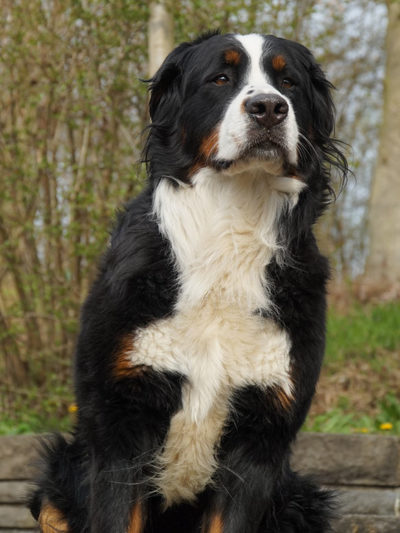 Berner Sennenhund Welpen in Baden-Württemberg